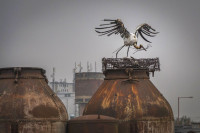 /album/miro-pallo/bocian-i-jpg/